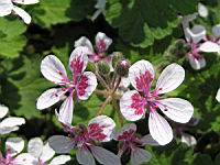 Erodium Pelargoniflorum (fam. Geraniacees) (Asie occ. et centrale) (05) (Photo F. Mrugala)